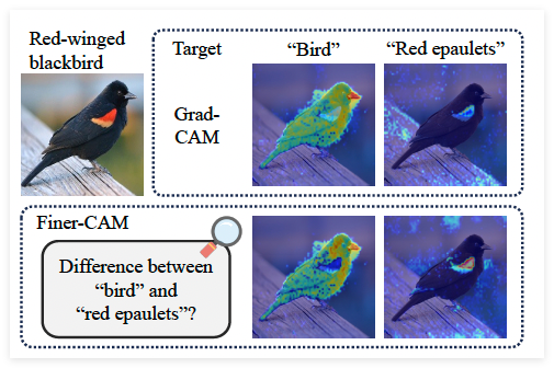 提升圖像識別精度：Finer-CAM讓AI更精準理解圖像
